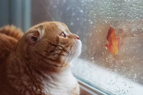 Осень покажет характер уже в выходные: синоптики предупредили об изменении погоды