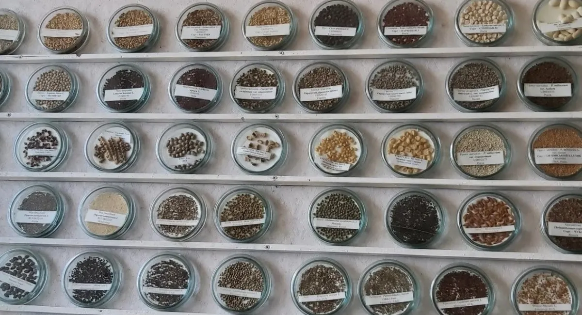 Россия создает стратегический запас семян популярной культуры: почему это недобрый знак - today.ua
