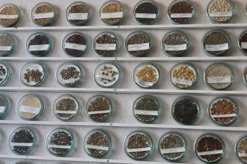 Россия создает стратегический запас семян популярной культуры: почему это недобрый знак