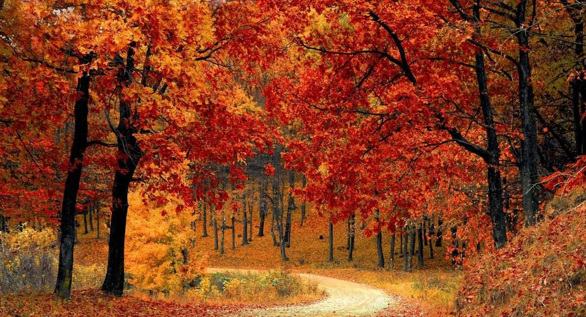Осень рисует контрасты: синоптики раскрыли, какой будет погода в последние выходные октября - today.ua