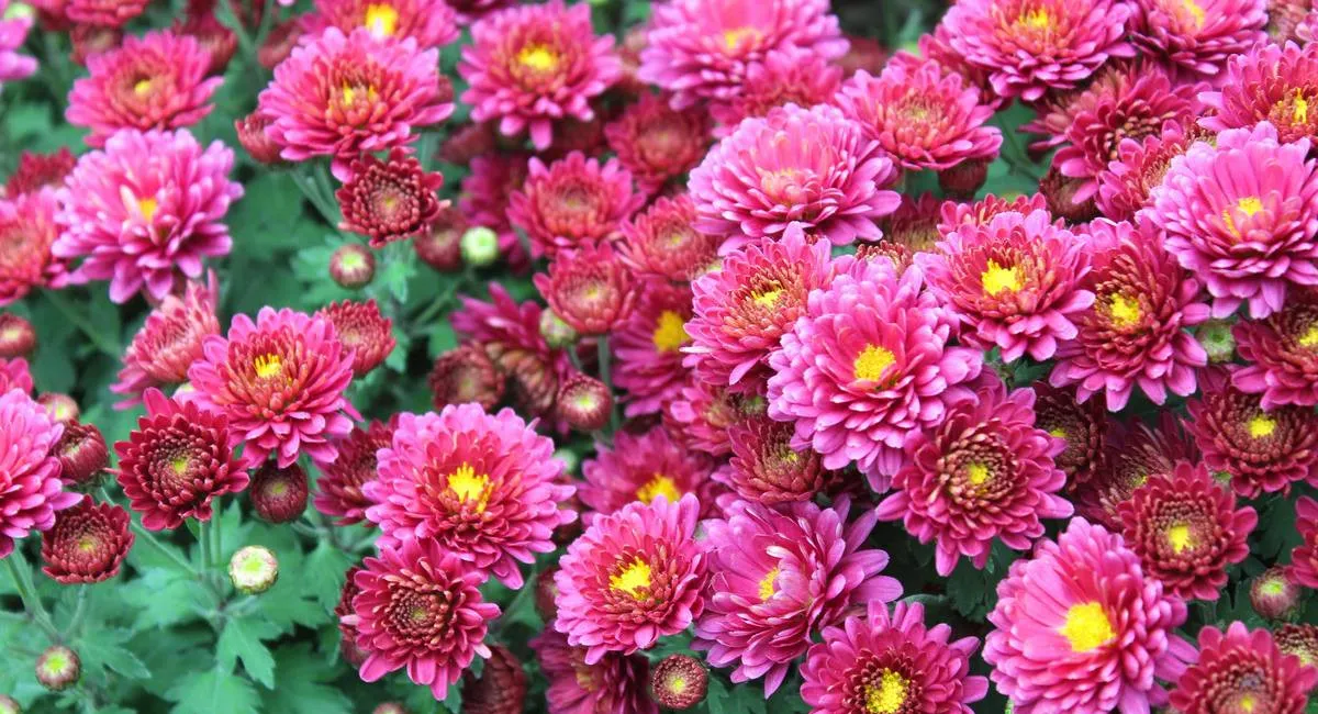 Подготовка сада к зиме: что нужно сделать с кустами хризантемы перед морозами - today.ua