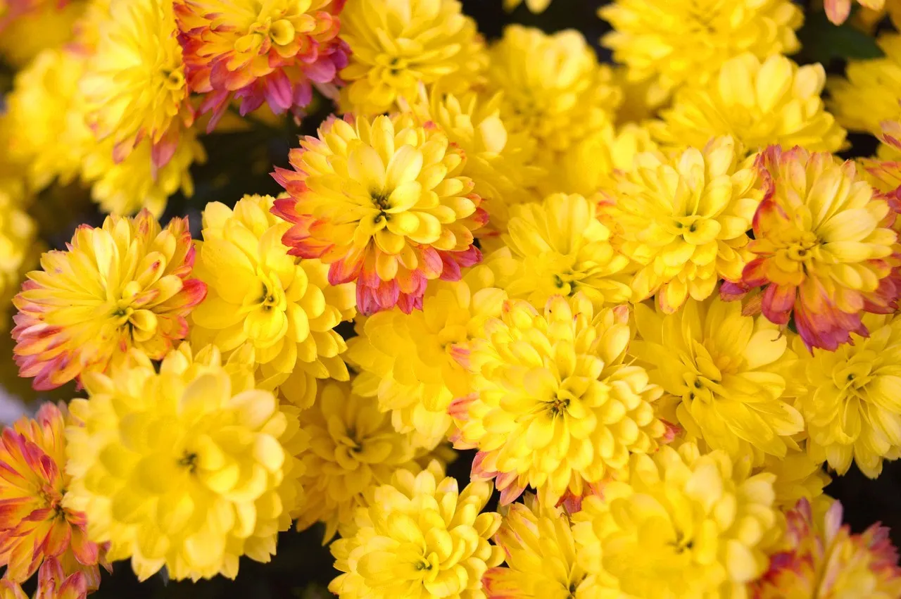 Подготовка сада к зиме: что нужно сделать с кустами хризантемы перед морозами Подготовка сада к зиме: что нужно сделать с кустами хризантемы перед морозами - today.ua