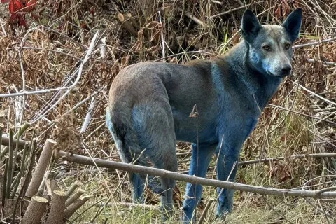 Загадочные синие собаки появились в Чернобыле: ученые ищут объяснение феномену (фото)