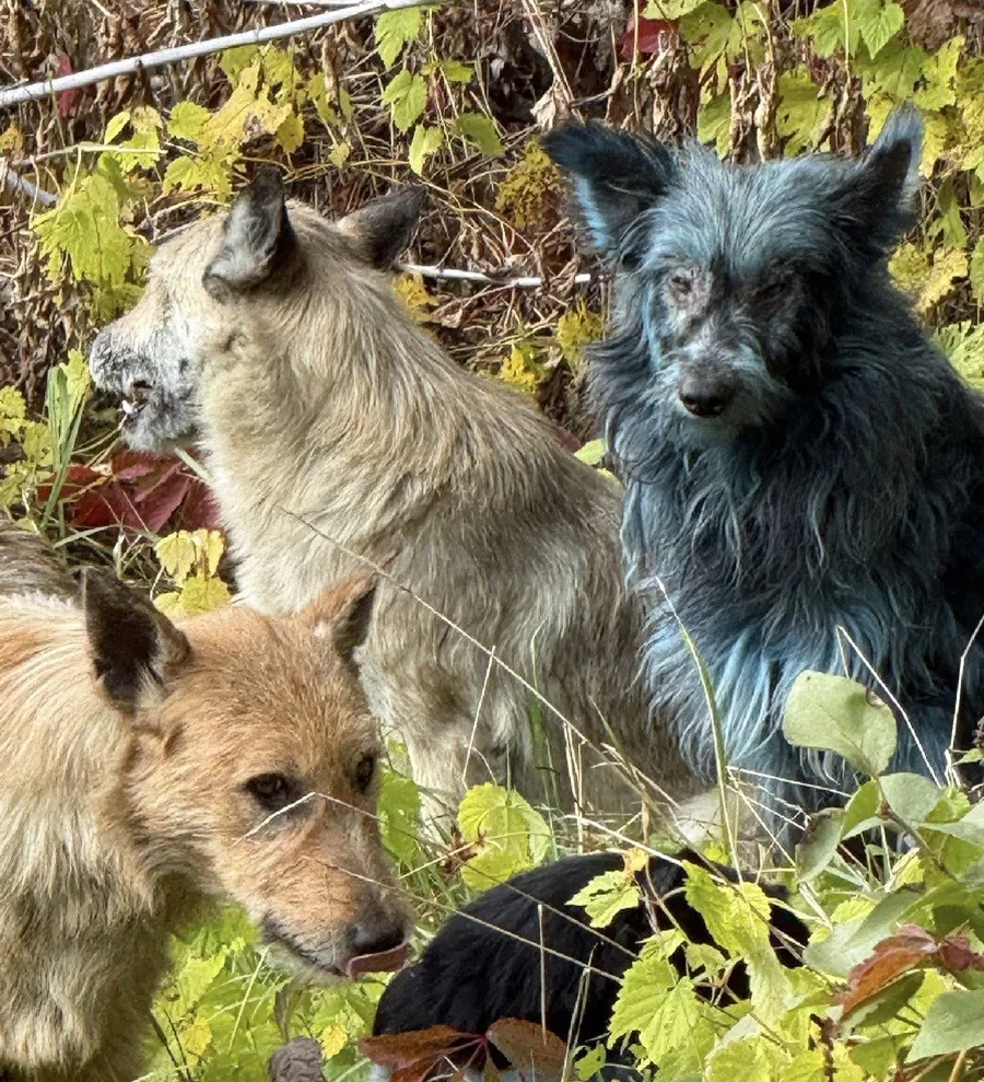 Загадкові сині собаки з’явилися в Чорнобилі: науковці шукають пояснення феномену (фото) Загадкові сині собаки з’явилися в Чорнобилі: науковці шукають пояснення феномену (фото) - today.ua