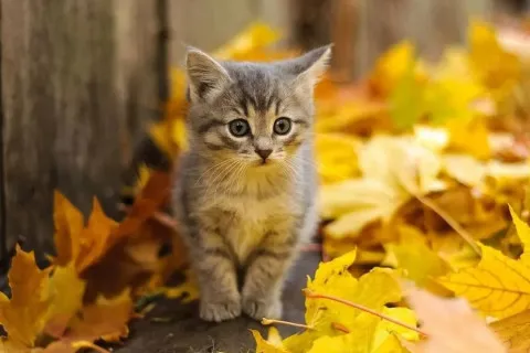 Ноябрь без морозов: синоптик предупредил, что Украину накроет волна аномального тепла