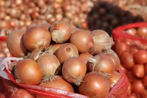 В Україні катастрофічно впали ціни на цибулю: виробники відмовляються від збору врожаю