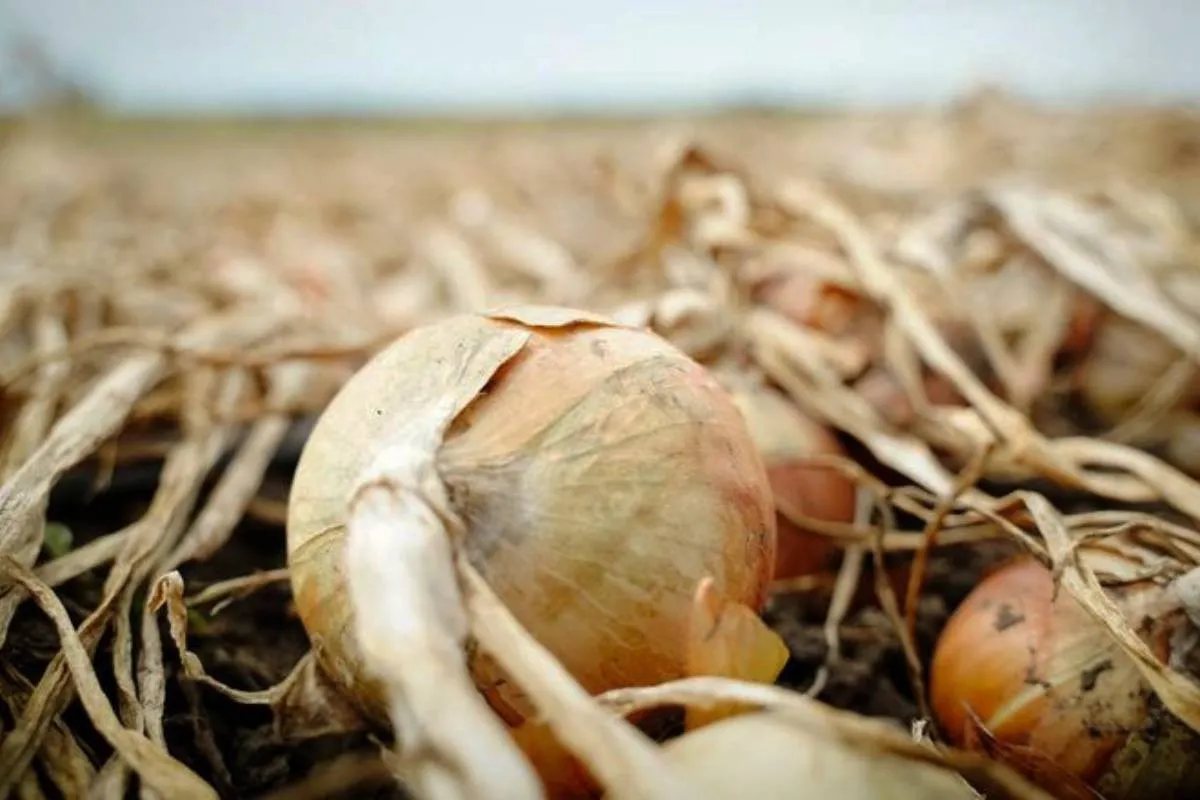 В Україні катастрофічно впали ціни на цибулю: виробники відмовляються від збору врожаю - today.ua