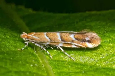 До 80% урожая под угрозой: в Украине распространяется опасный вредитель