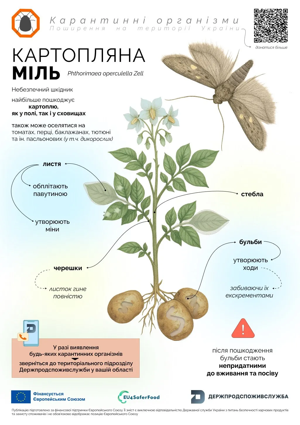 До 80% урожая под угрозой: в Украине распространяется опасный вредитель - today.ua