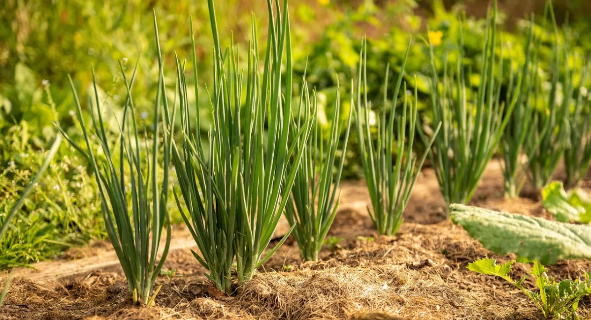 Где посадить озимый лук для богатого урожая: лучшие и худшие места на огороде - today.ua