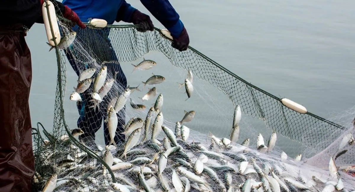 Рыба превратится в роскошь: ученые предупредили о катастрофическом истощении океанов - today.ua