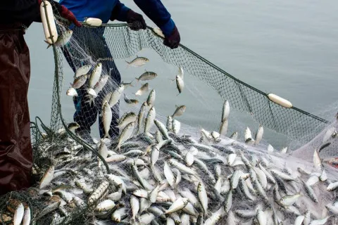 Рыба превратится в роскошь: ученые предупредили о катастрофическом истощении океанов