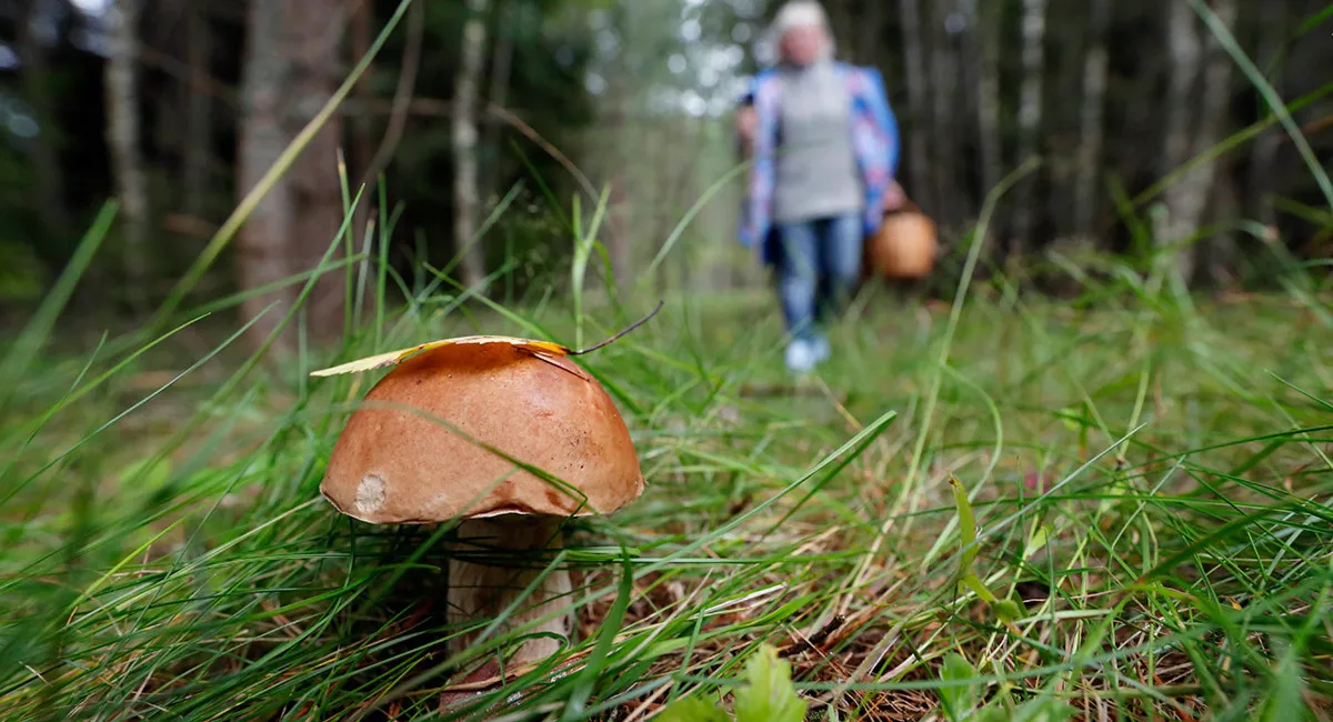 Многим украинцам придется заплатить за сбор грибов в лесу - today.ua