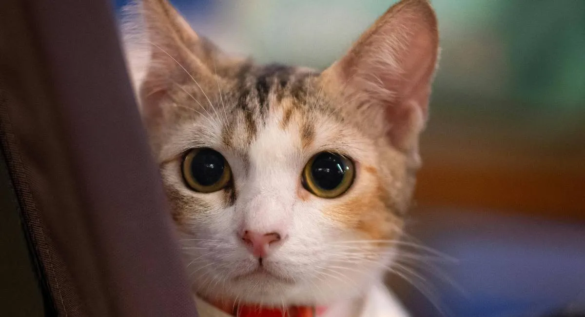 Ученые объяснили, почему кошки сбрасывают предметы со столов и полок - today.ua