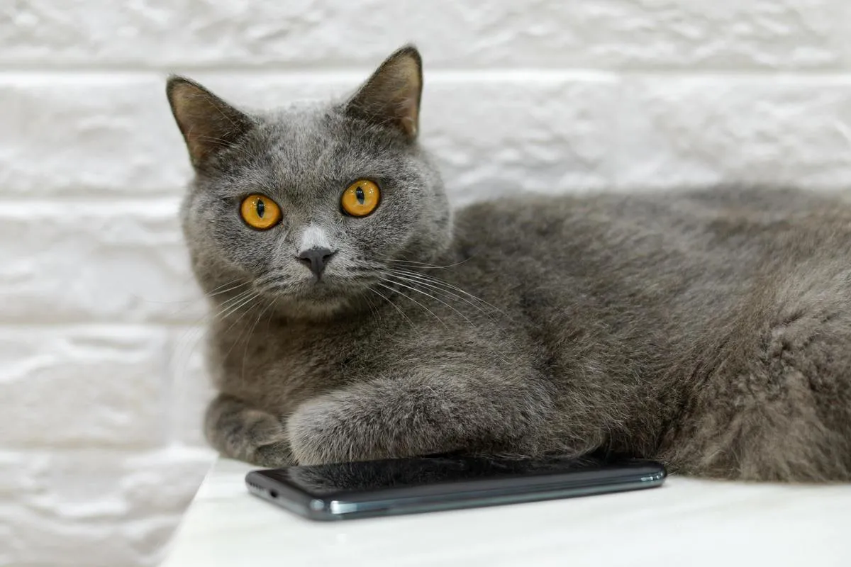 Ученые объяснили, почему кошки сбрасывают предметы со столов и полок - today.ua