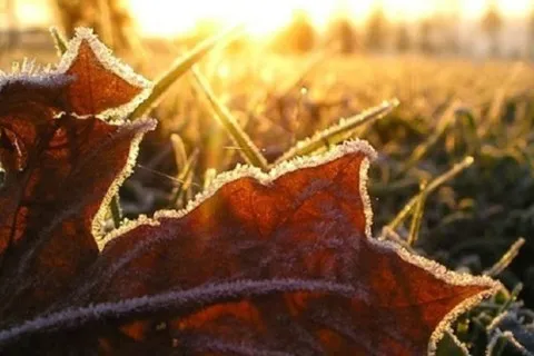 В Украине прогнозируются заморозки и даже мокрый снег: когда ожидать изменения погоды