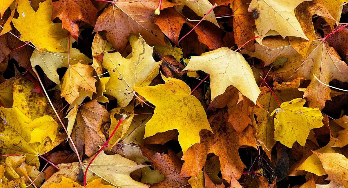 Українцям радять не згрібати опале листя: який метод більш корисний для газону та саду - today.ua