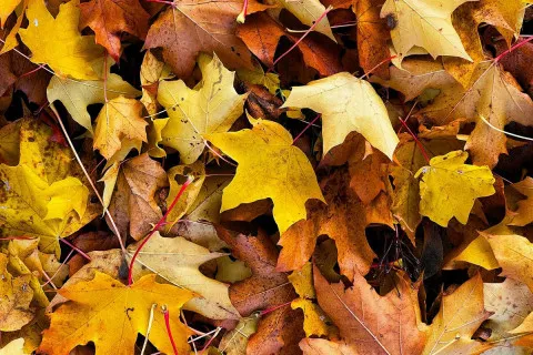 Украинцам советуют не сгребать опавшее листья: какой метод более полезен для газона и сада