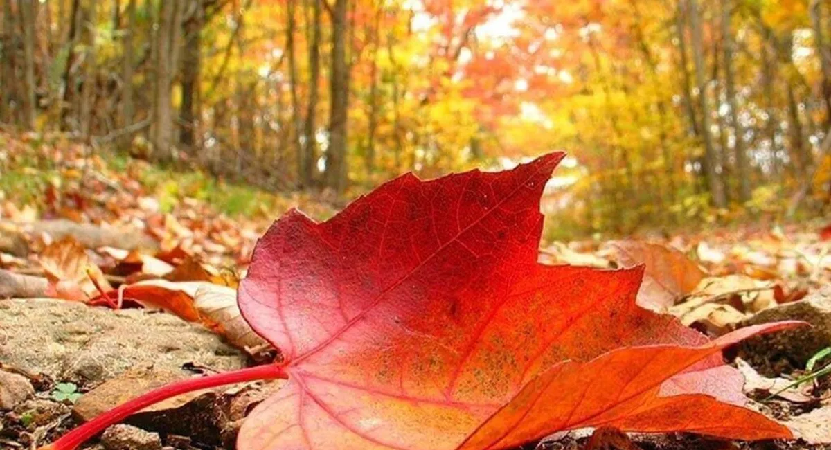 Синоптики рассказали, чего ожидать от погоды 19 сентября - today.ua