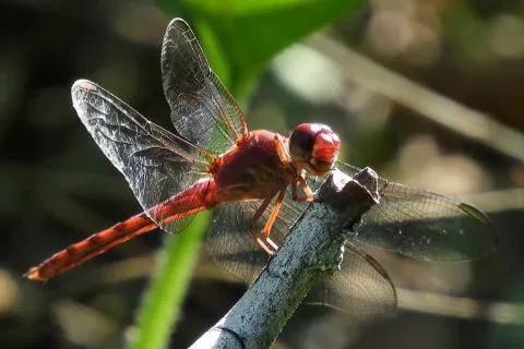 Учені фіксують глобальне вимирання комах: що буде з людством, якщо вони зовсім зникнуть