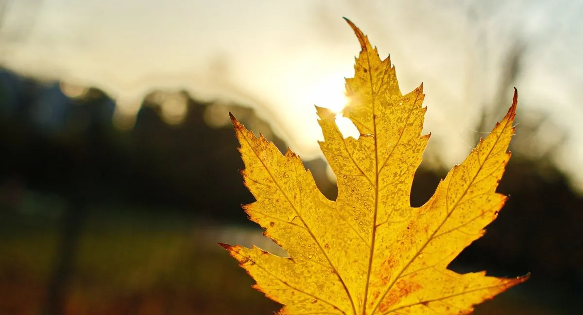 После нескольких дней потепления в Украине вероятно новое похолодание: прогноз Укргидрометцентра - today.ua