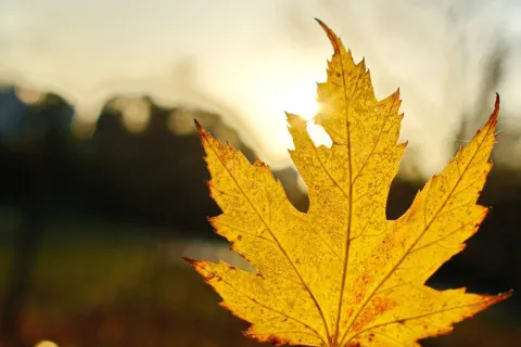 После нескольких дней потепления в Украине вероятно новое похолодание: прогноз Укргидрометцентра