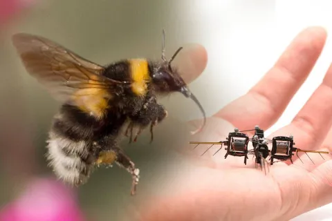 Будут работать на фермах и в космосе: зачем в США разработали роботов-шмелей