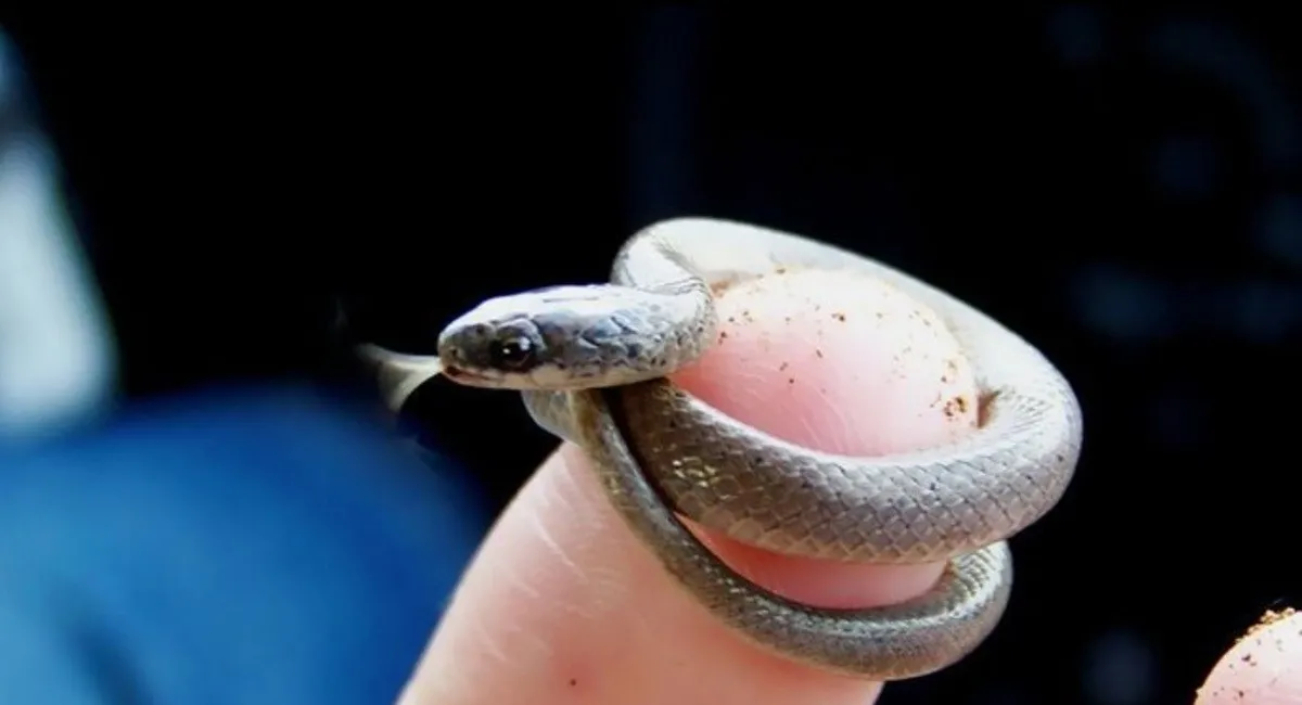 Нитевидная змея длиной 10 см: крошечный вид, который считали утерянным, снова напомнил о себе - today.ua