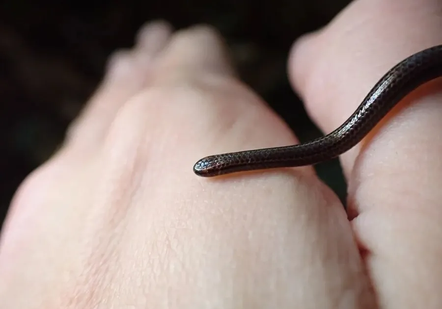 Нитевидная змея длиной 10 см: крошечный вид, который считали утерянным, снова напомнил о себе Нитевидная змея длиной 10 см: крошечный вид, который считали утерянным, снова напомнил о себе - today.ua