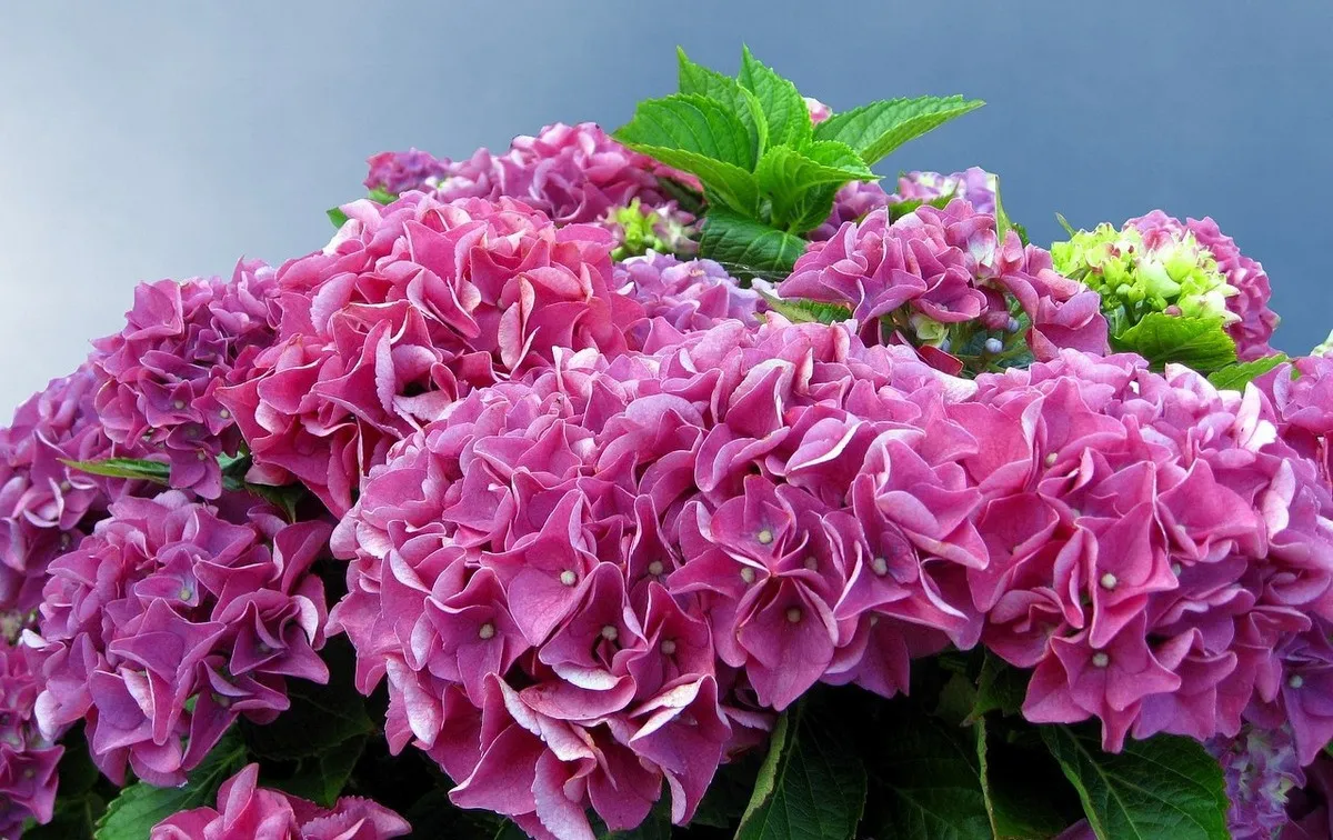 Як підготувати гортензію до зими: садівники назвали головну помилку, якої варто уникати Як підготувати гортензію до зими: садівники назвали головну помилку, якої варто уникати - today.ua