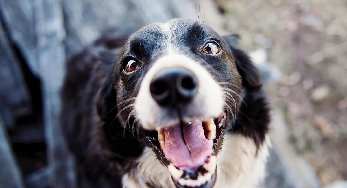 Собаки чаще лают на определенных людей: что может не понравиться животному в человеке - today.ua