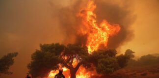 У Греції від лісових пожеж загинули понад 60 людей - today.ua