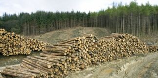 ДФС: З України за рік вивезли понад мільйон тонн лісу - today.ua