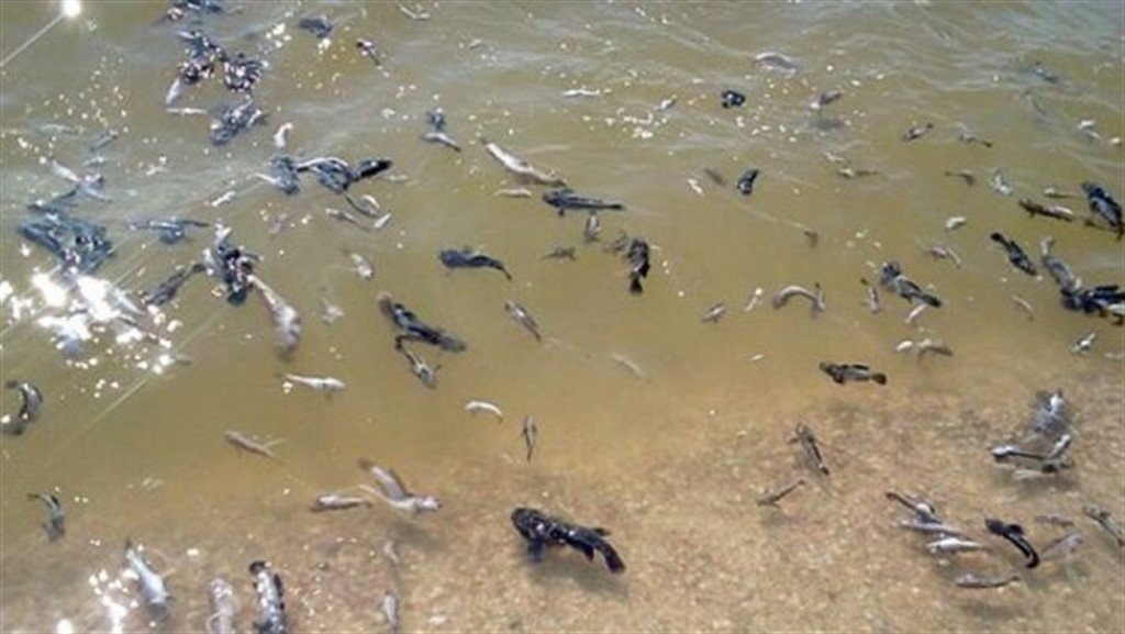 В Николаеве произошел очередной мор рыбы