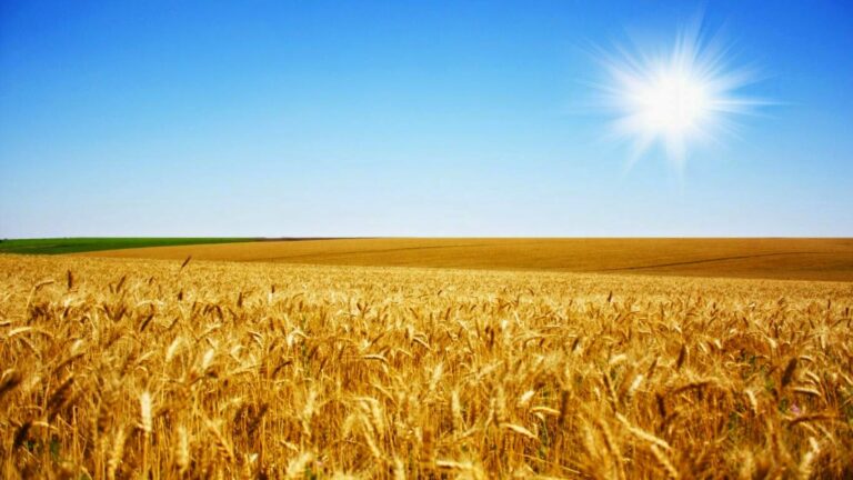 Украинцы уже собрали 33 миллиона тонн зерна - today.ua