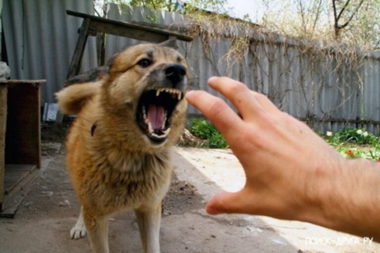 В Тернопольской области собака откусила палец хозяину - today.ua