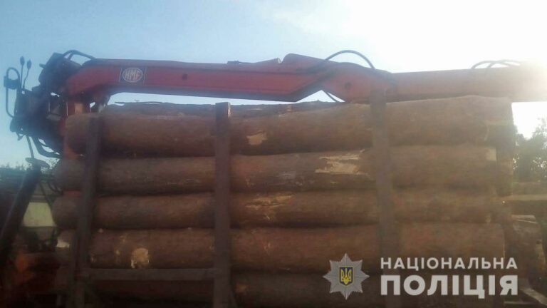 В Житомирской области мужчины нарубили дров на около 70 тысяч гривен - today.ua