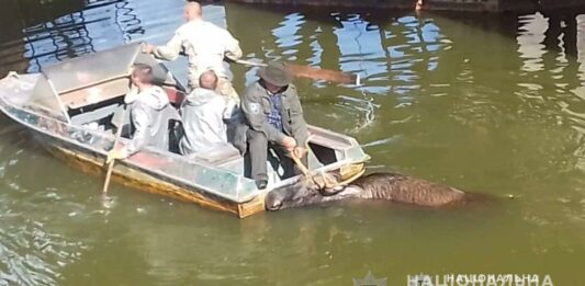 В Чернобыльской зоне спасли лося, который тонул в радиоактивной воде (видео) - today.ua