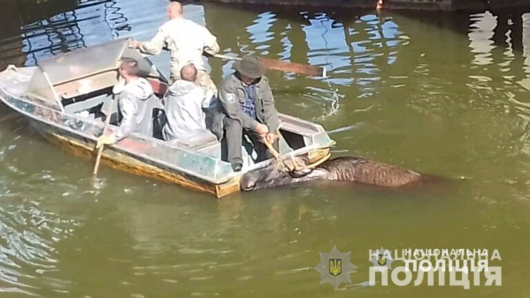 В Чернобыльской зоне спасли лося, который тонул в радиоактивной воде (видео) - today.ua