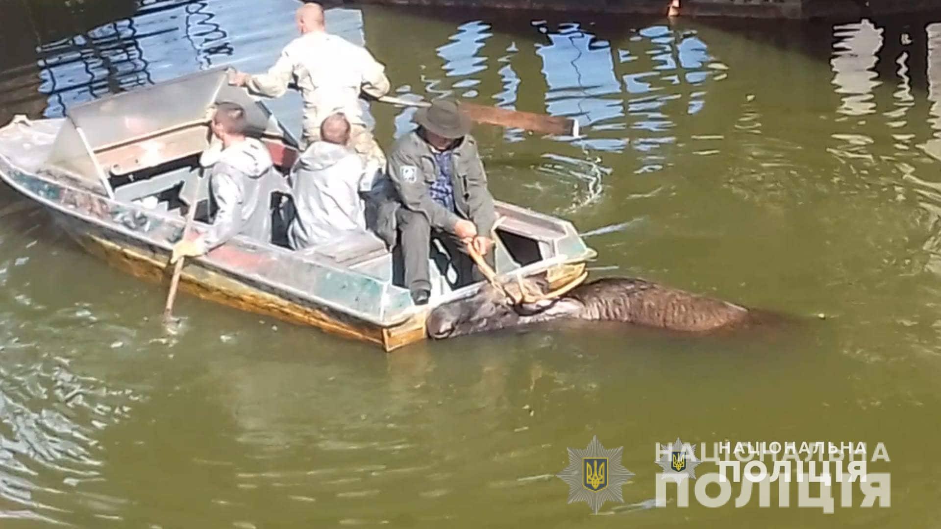 В Чернобыльской зоне спасли лося, который тонул в радиоактивной воде (видео)