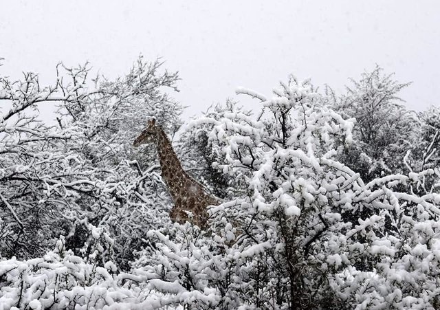 В Африке неожиданно выпал снег - today.ua