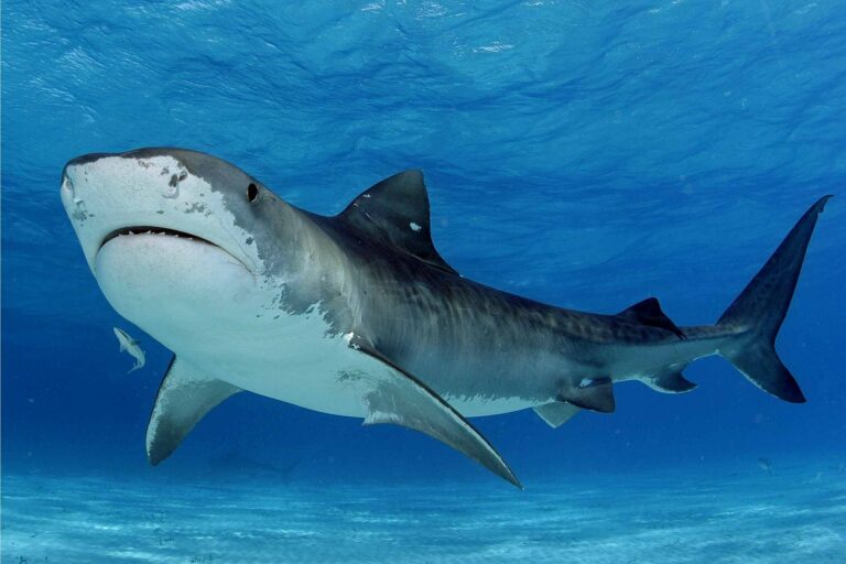 В штате Массачусетс впервые за последние 82 года от нападения акулы погиб человек - today.ua