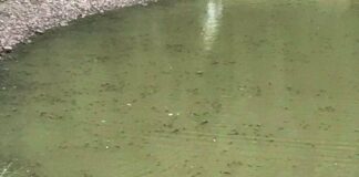 У столиці на одному із ставків спливла мертва риба  - today.ua