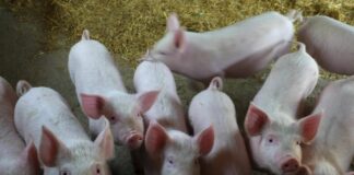 На Херсонщині сталися нові спалахи чуми свиней - today.ua