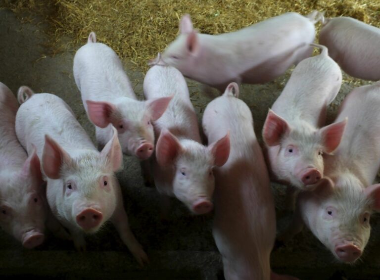 На Херсонщине произошли новые вспышки чумы свиней - today.ua