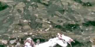 В одеському морі плавають тушки мертвих щурів (ФОТОФАКТ) - today.ua