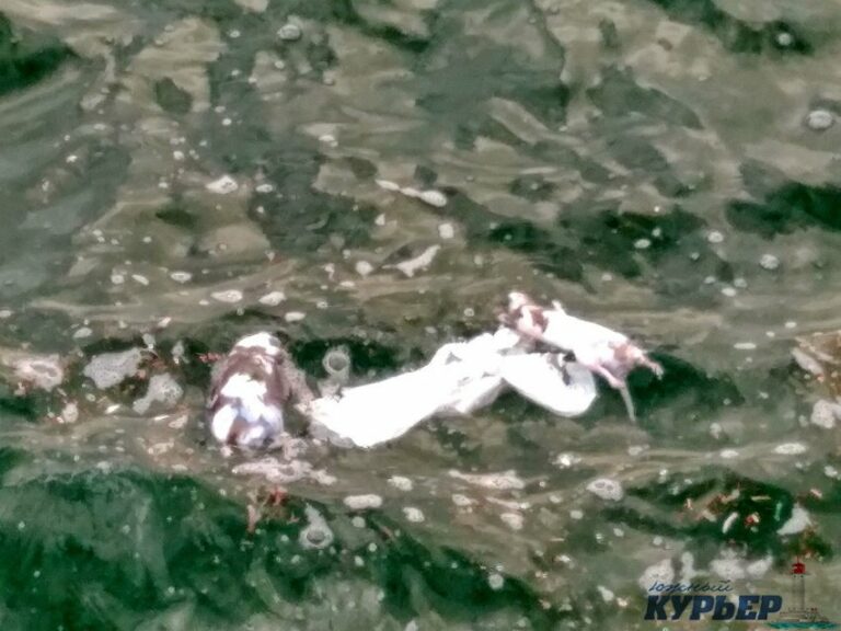В одесском море плавают тушки мертвых крыс (ФОТОФАКТ) - today.ua