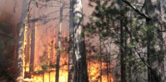 Кременчуцький лісгосп: дві пожежі за добу  - today.ua