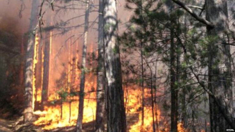 Кременчуцький лісгосп: дві пожежі за добу  - today.ua