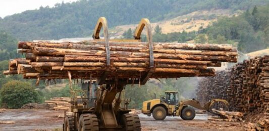 В Україні за контрабанду лісу ввели кримінальну відповідальність - today.ua